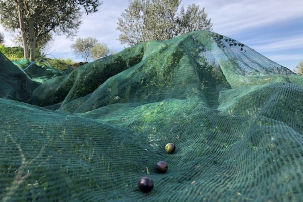 raccolta olive telo